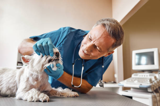 Best Emergency Dental Services for Seniors in Douglas, GA